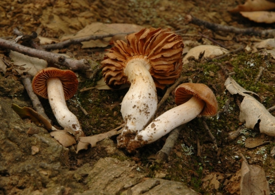 Da determinare 28.03.09